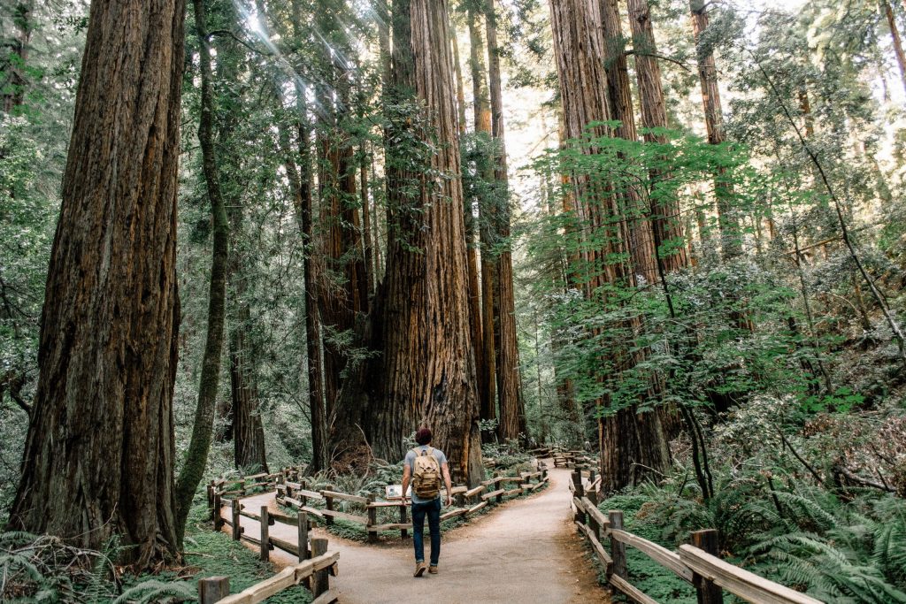 Hiker in Muir Woods