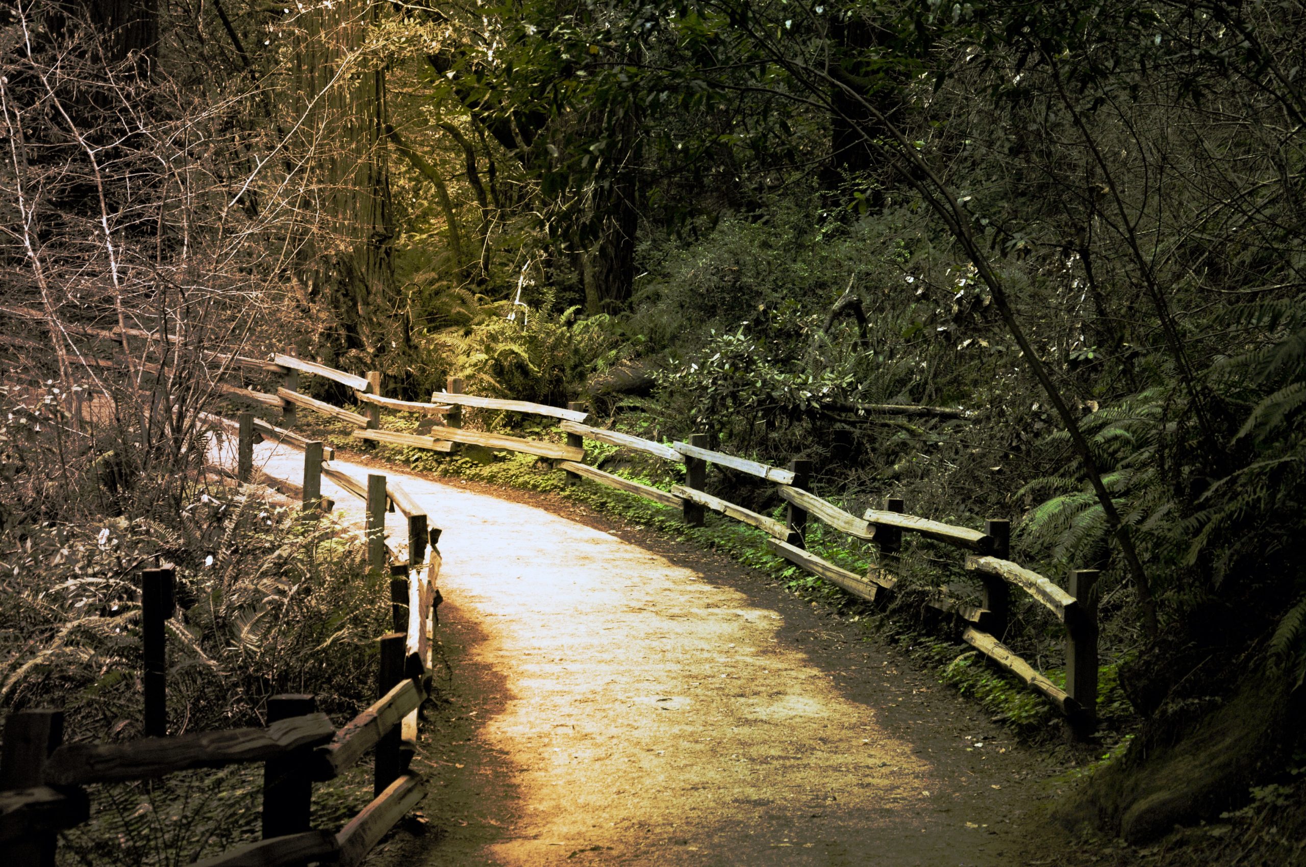 Hiking trail in Muir Woods