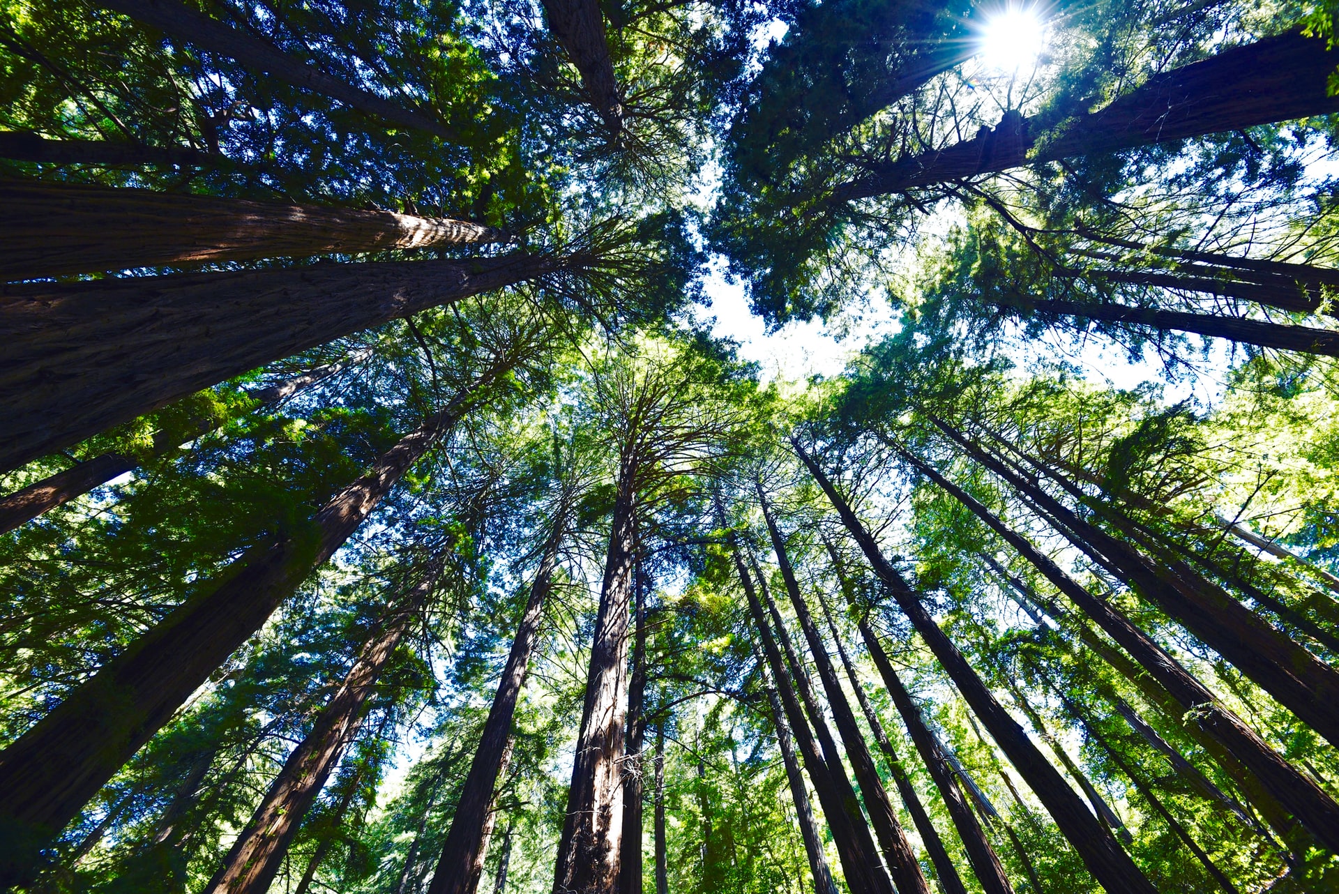 Looking upward at tall redwoods in Muir Woods