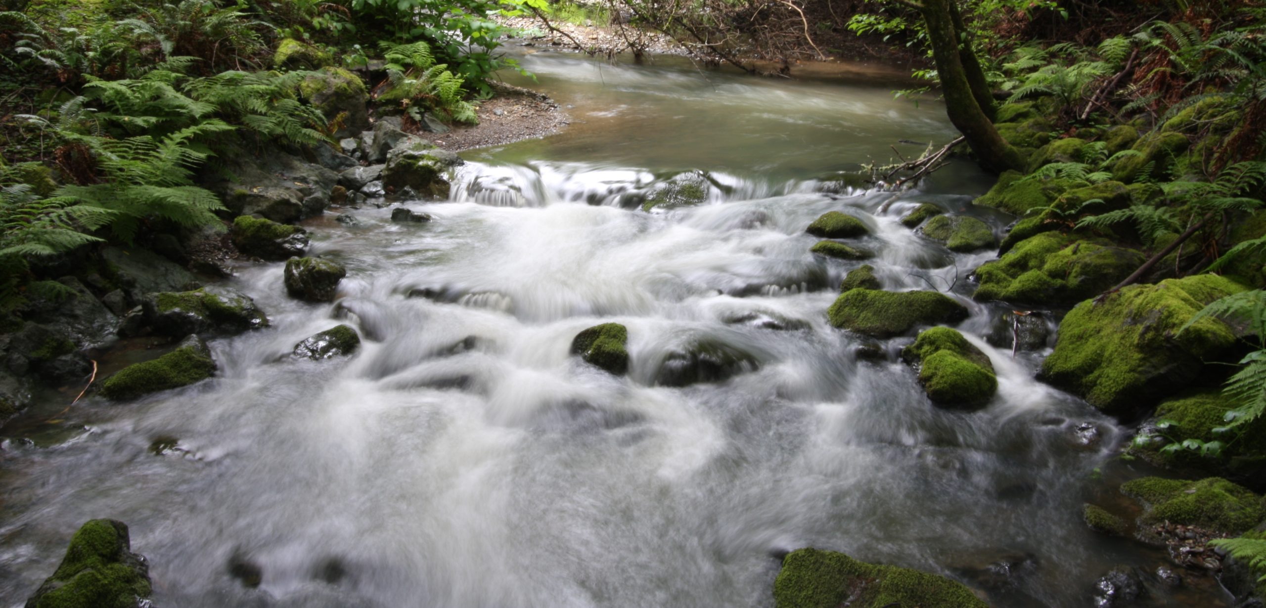 Redwood Creek in Muir Woods