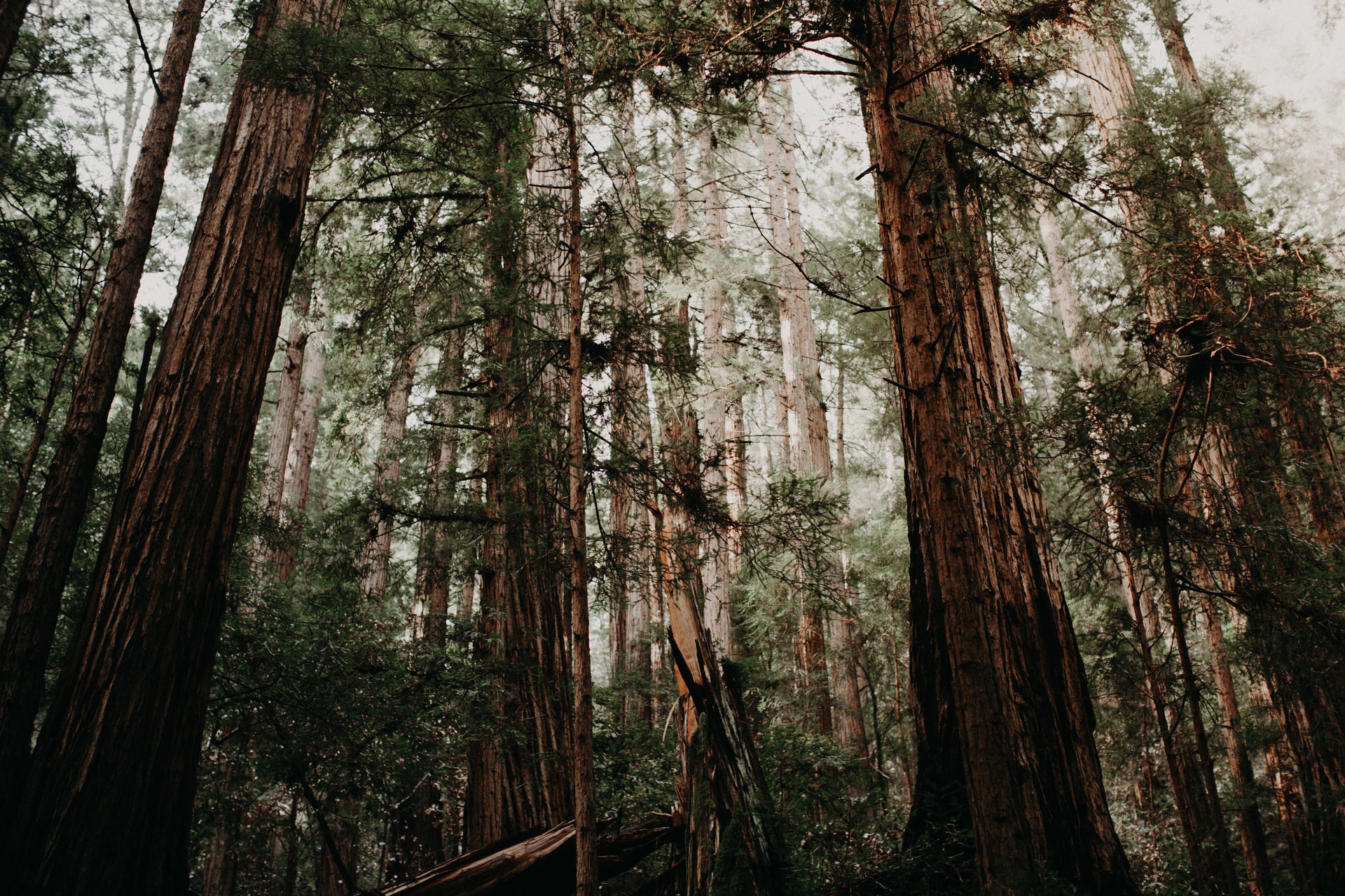 Redwood trees growing tall in Muir Woods near SF
