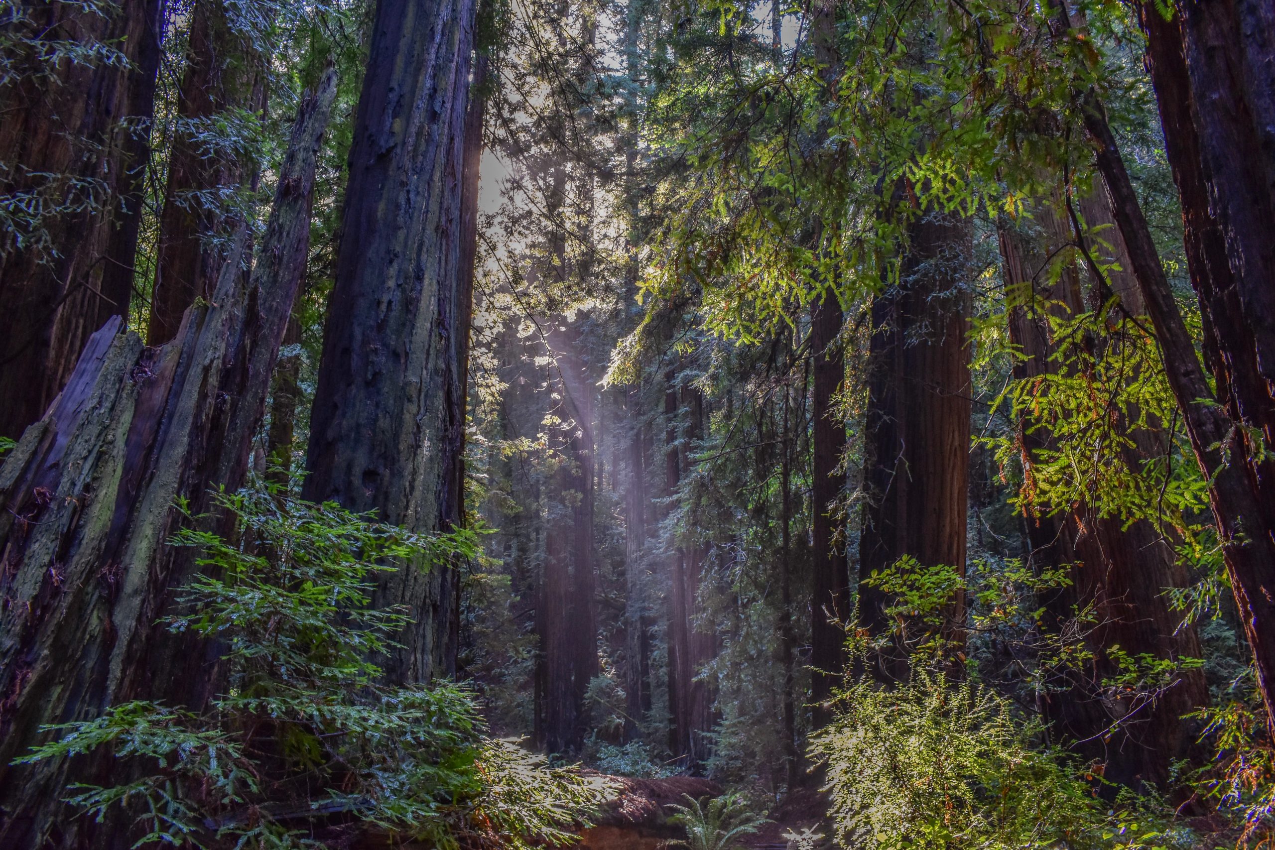 Sunlight filtering through the trees of Muir Woods