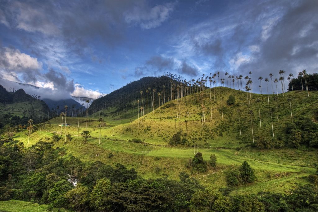 Cocora Valley