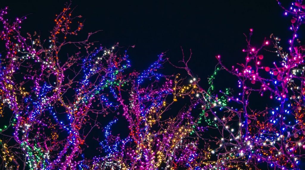 trees with colored lights in December for Christmas