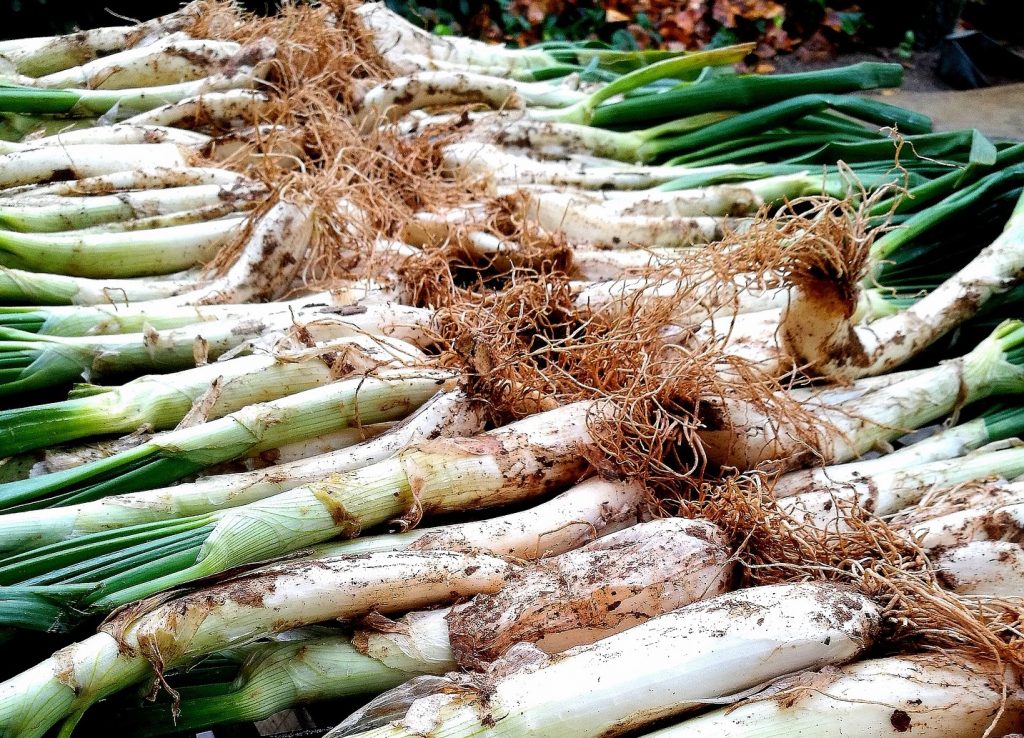 Calçots