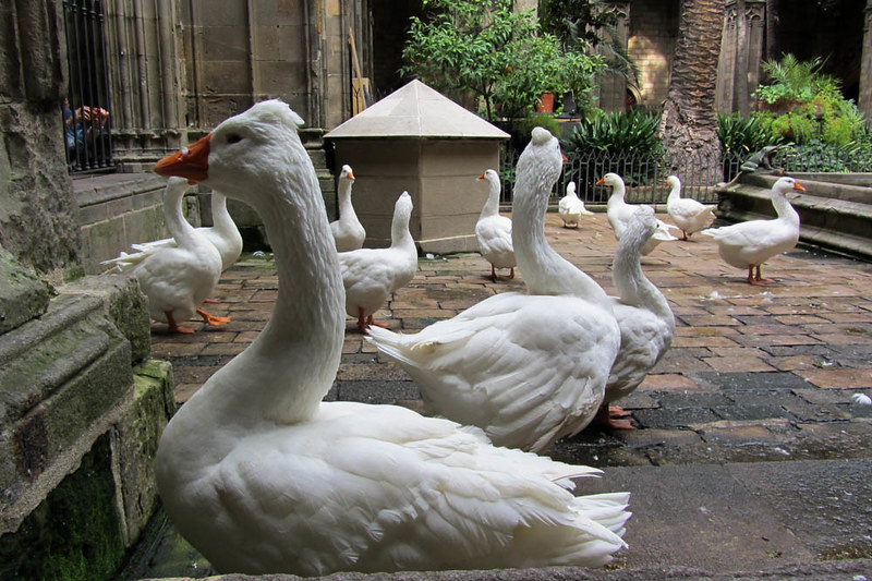 Geese of the Barcelona cathedral’s cloister