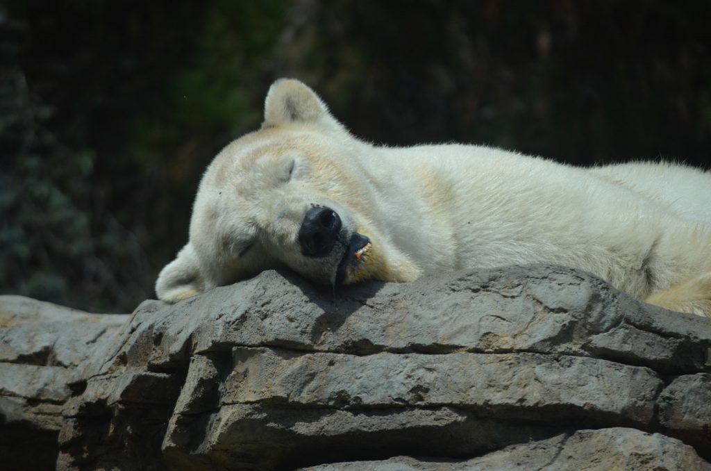 San Diego Zoo