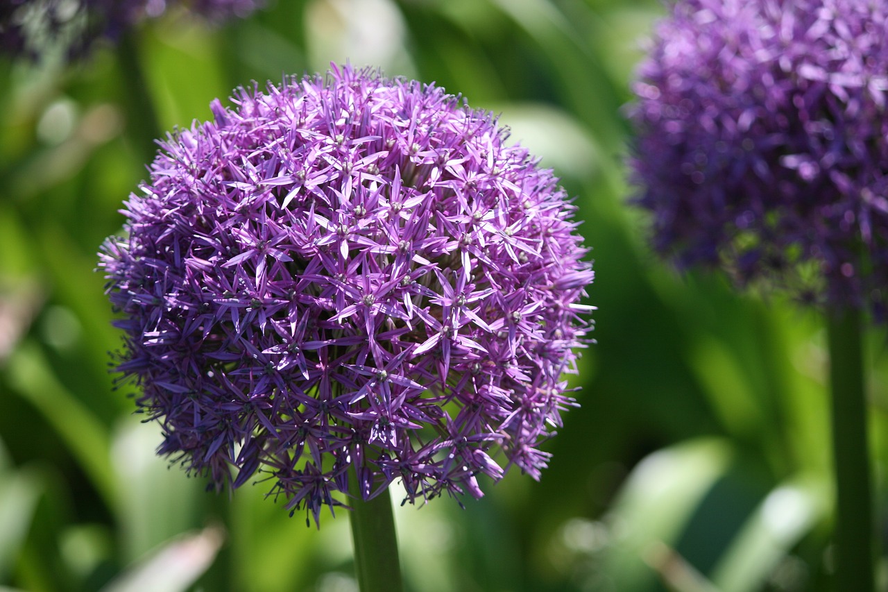 Boston's Public Garden - Flora