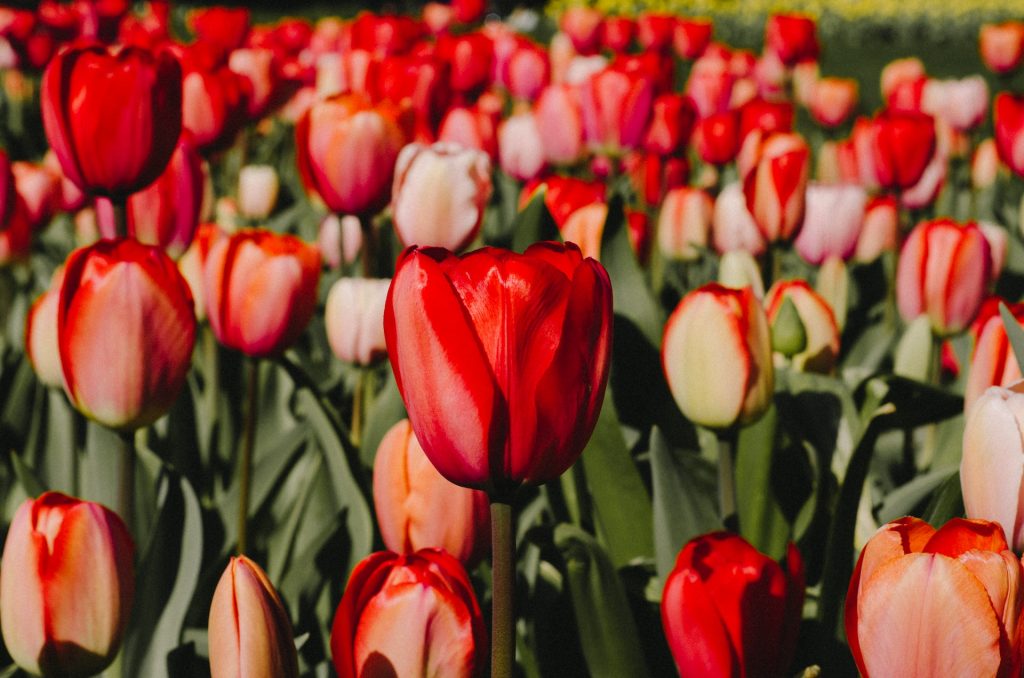 Boston's Public Garden - Tulips