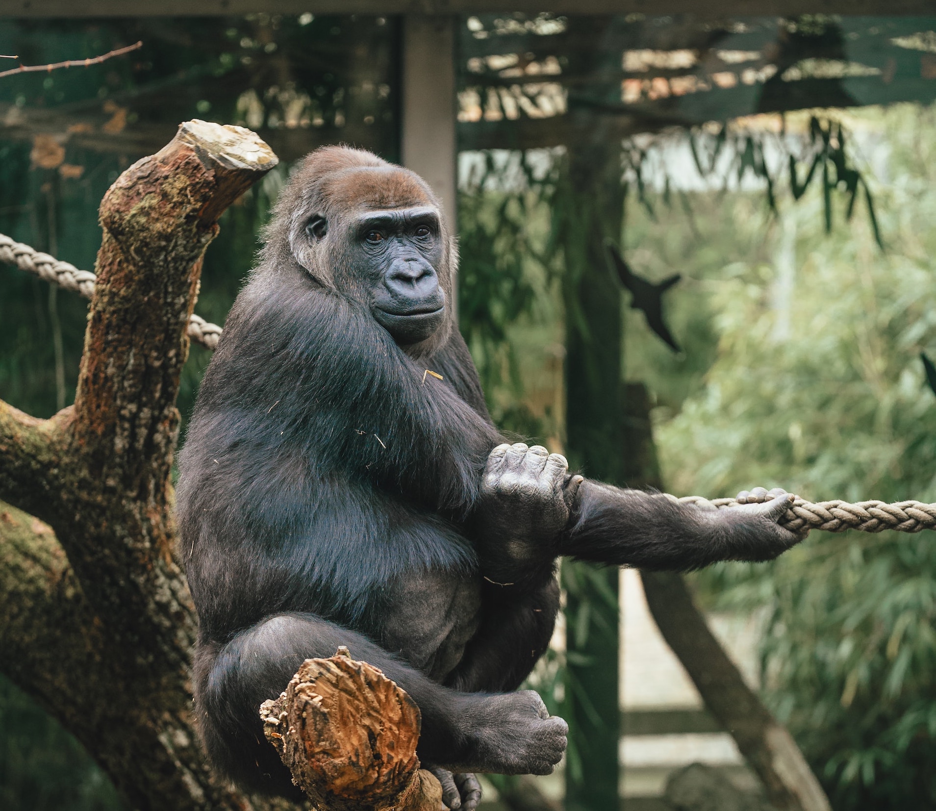 Lincoln Park Zoo Ape Care