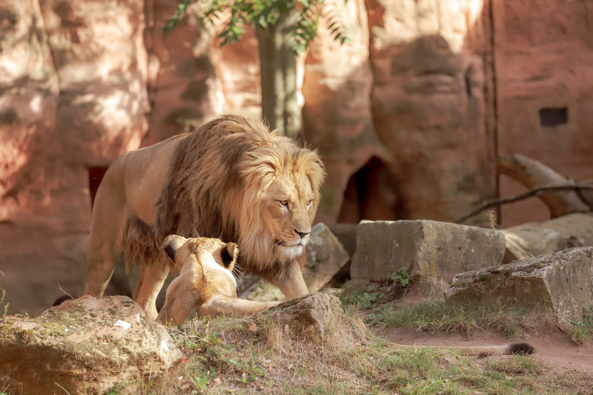 Lincoln Park Zoo Lions