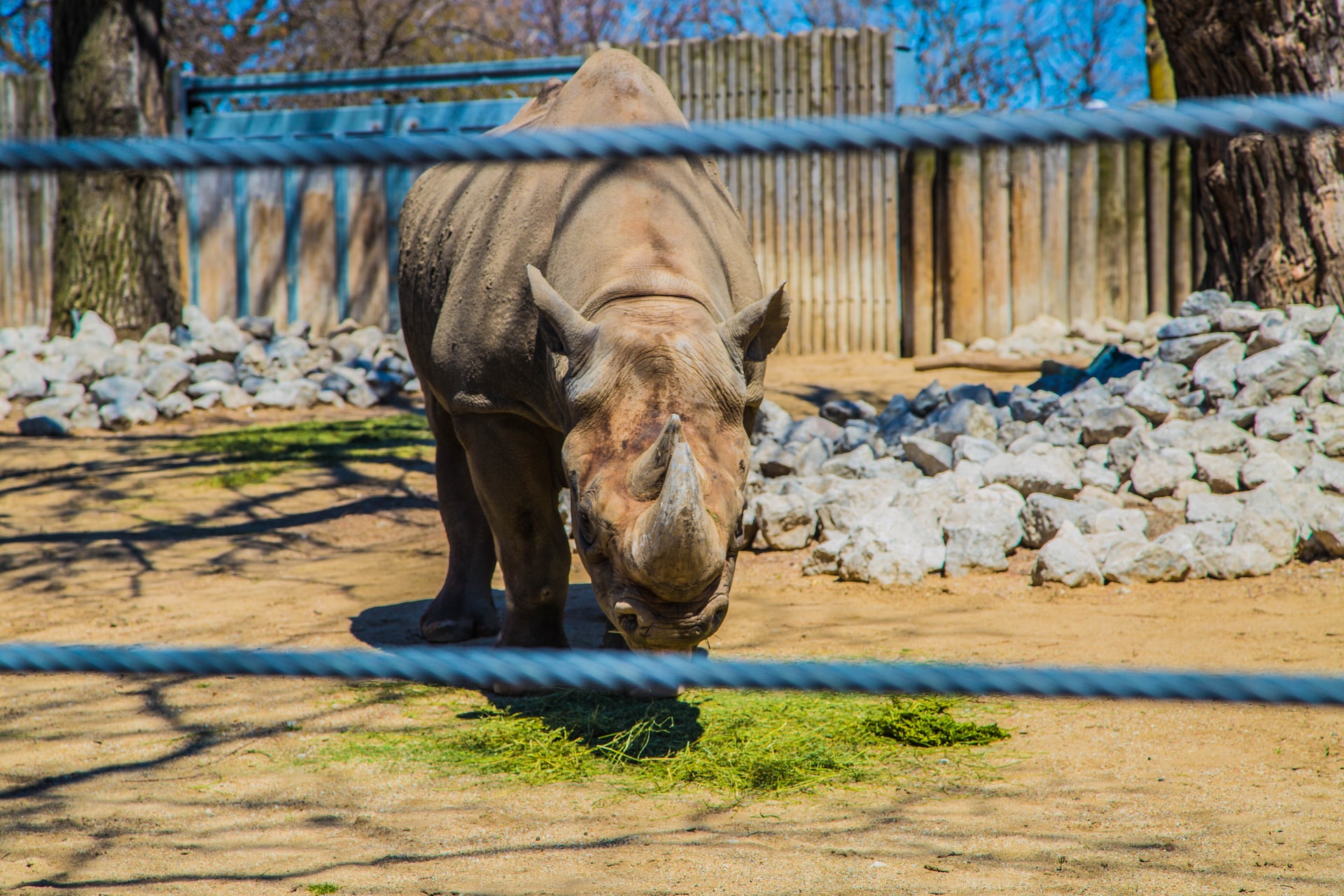 Lincoln Park Zoo Rhino