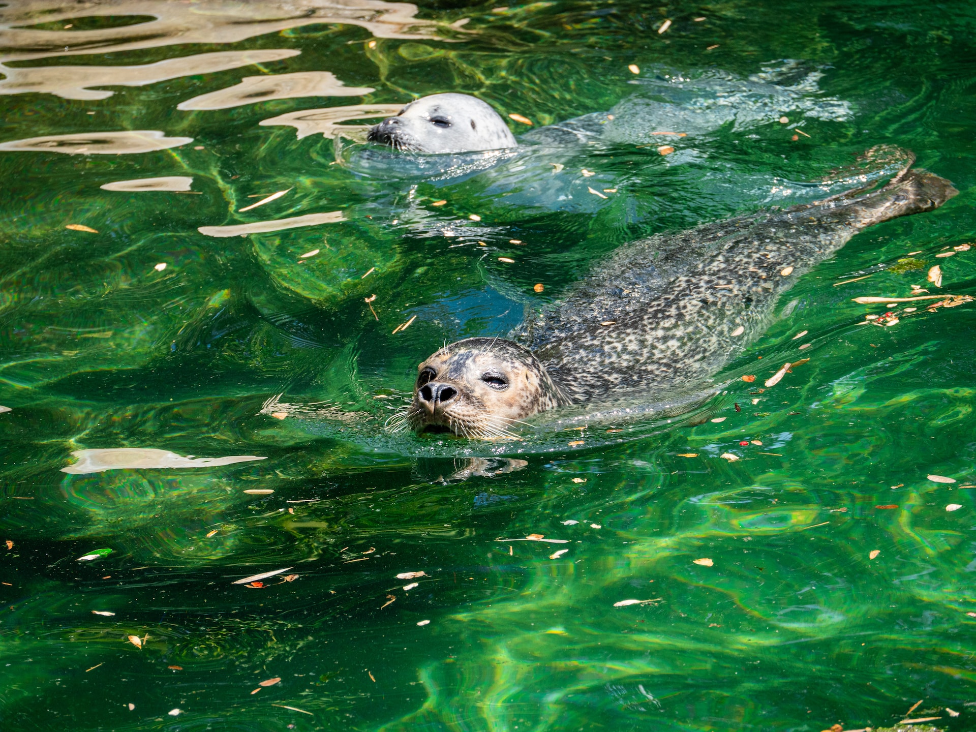 Lincoln Park Zoo Seals