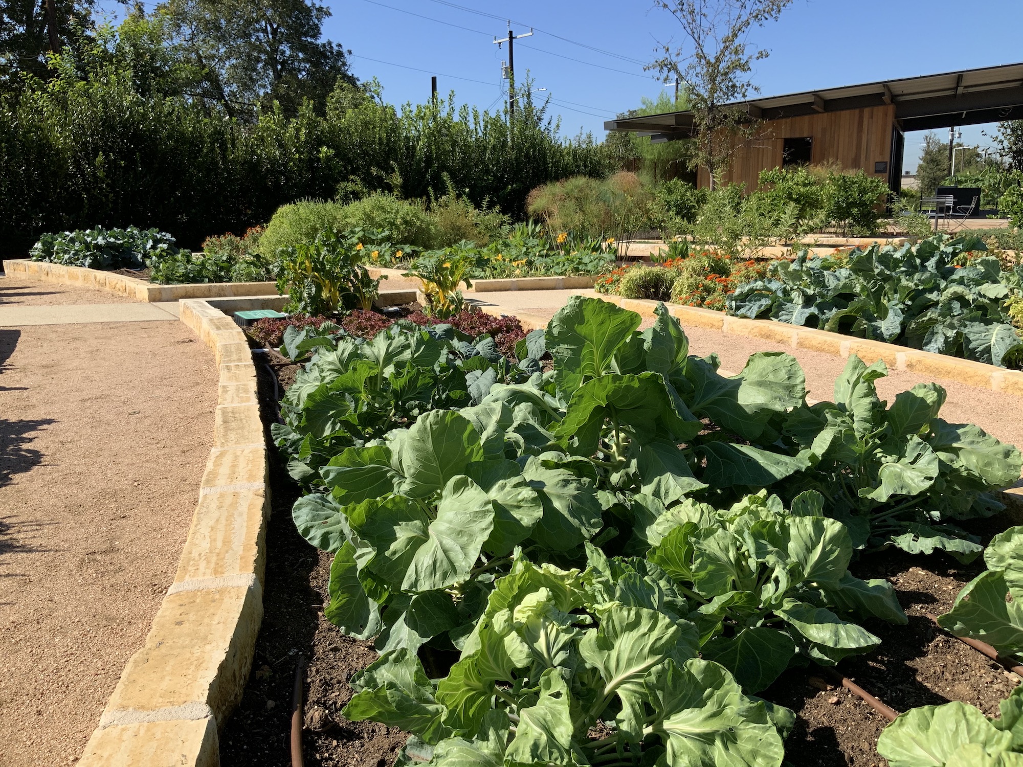 The Zachry Foundation Culinary Garden