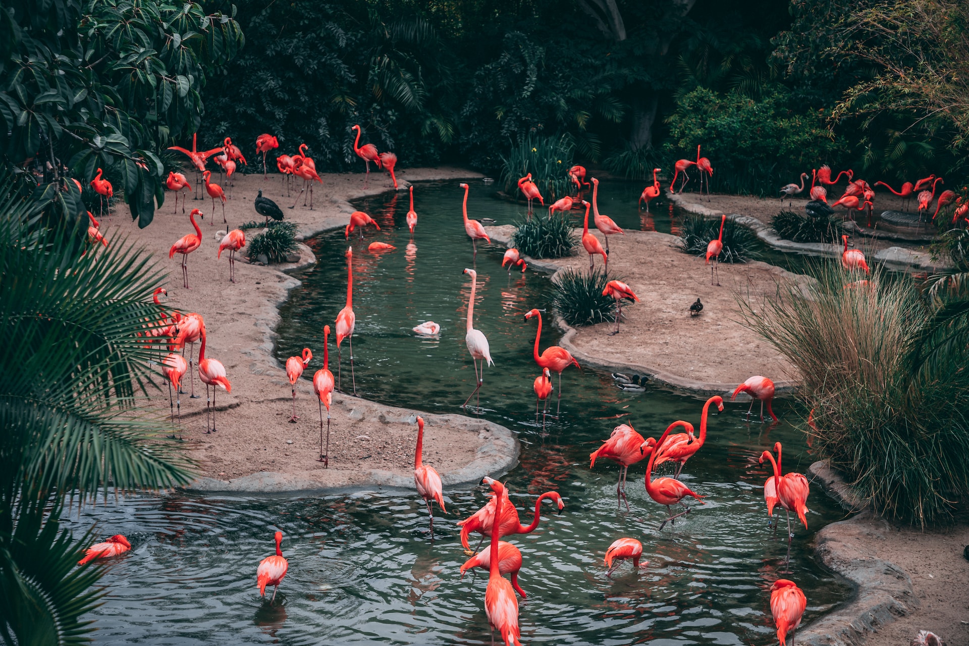 San Antonio Zoo