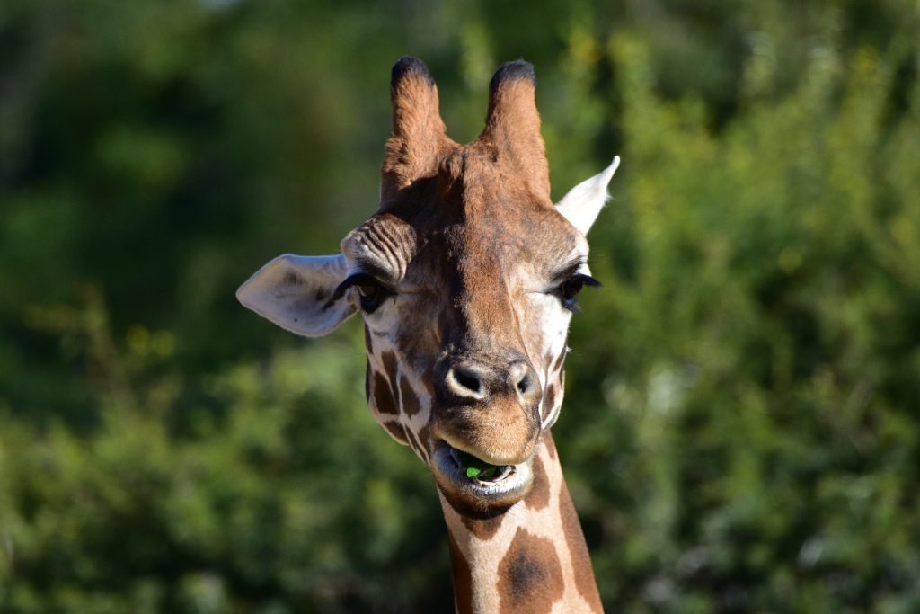 San Antonio Zoo Giraffe
