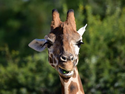 San Antonio Zoo Giraffe