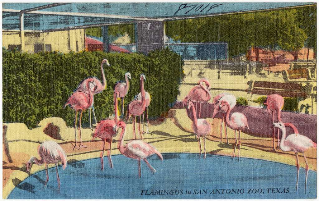 San Antonio Zoo Postcard