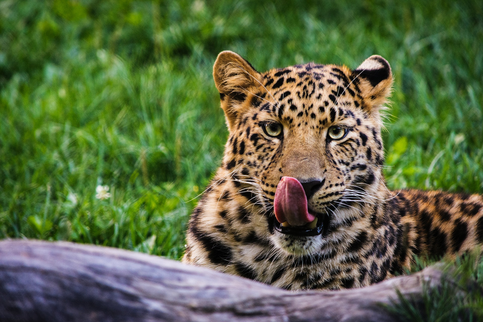 San Diego Zoo