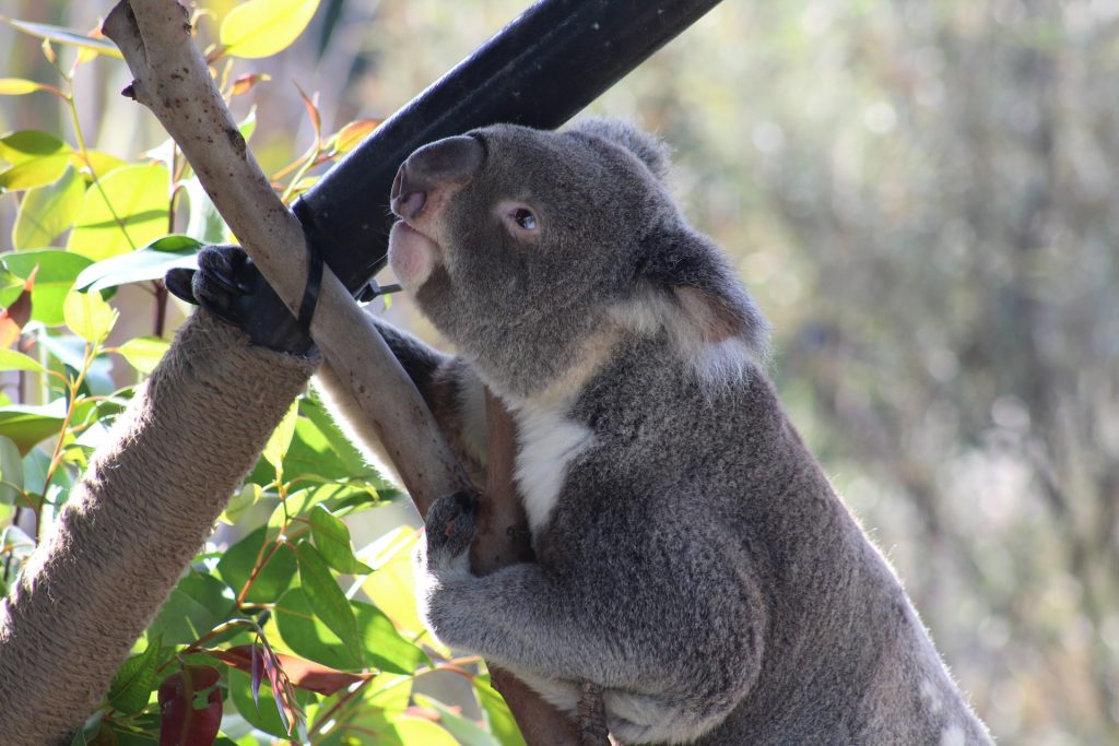 San Diego Zoo Koala