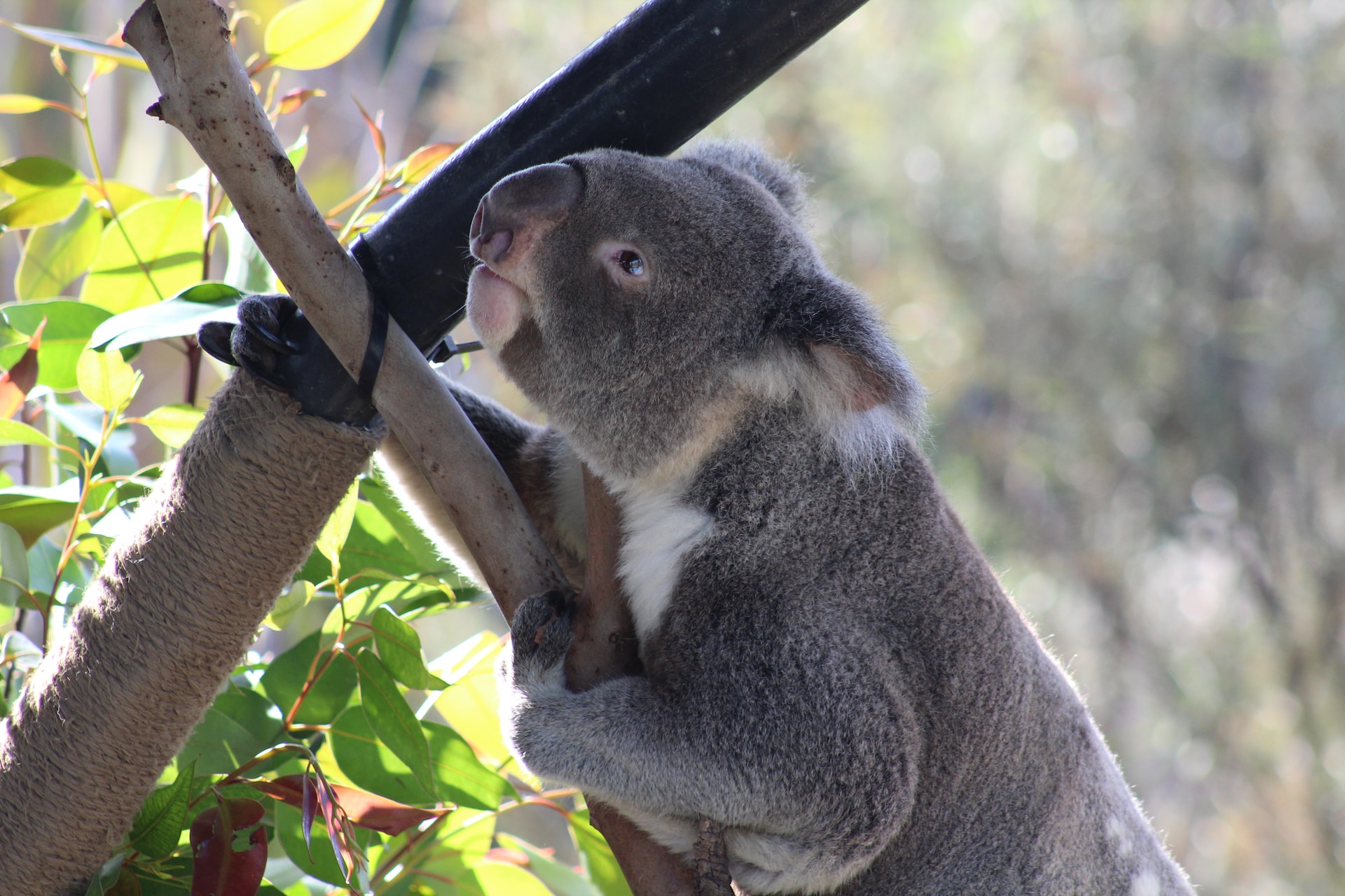 A Complete Guide To Visiting the San Diego Zoo – Blog