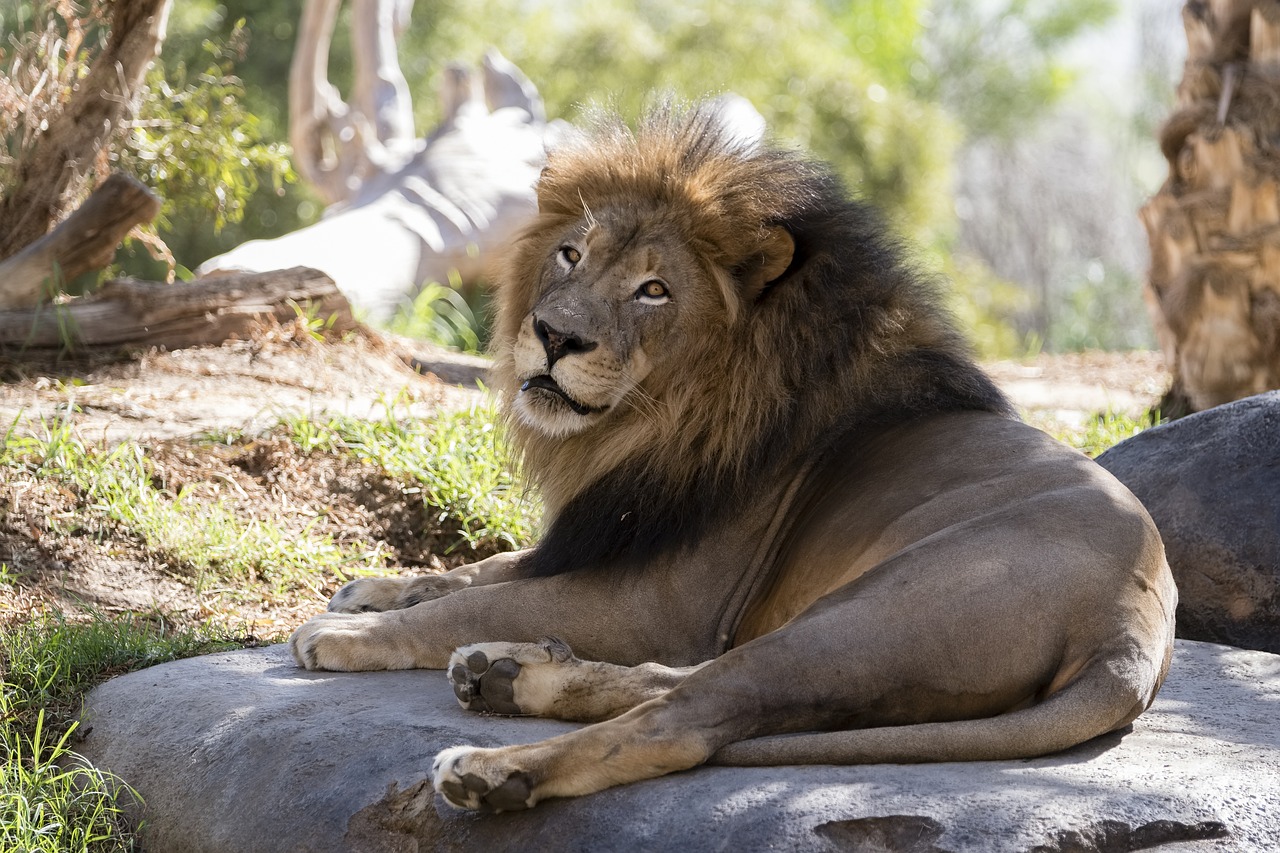 San Diego Zoo Lion