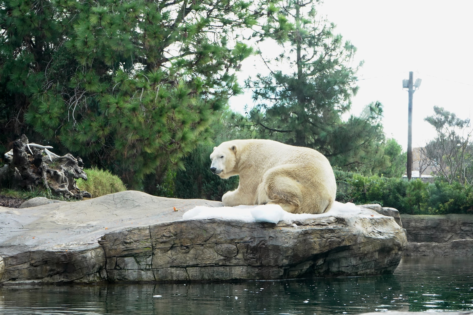 San Diego Zoo Polar Bear