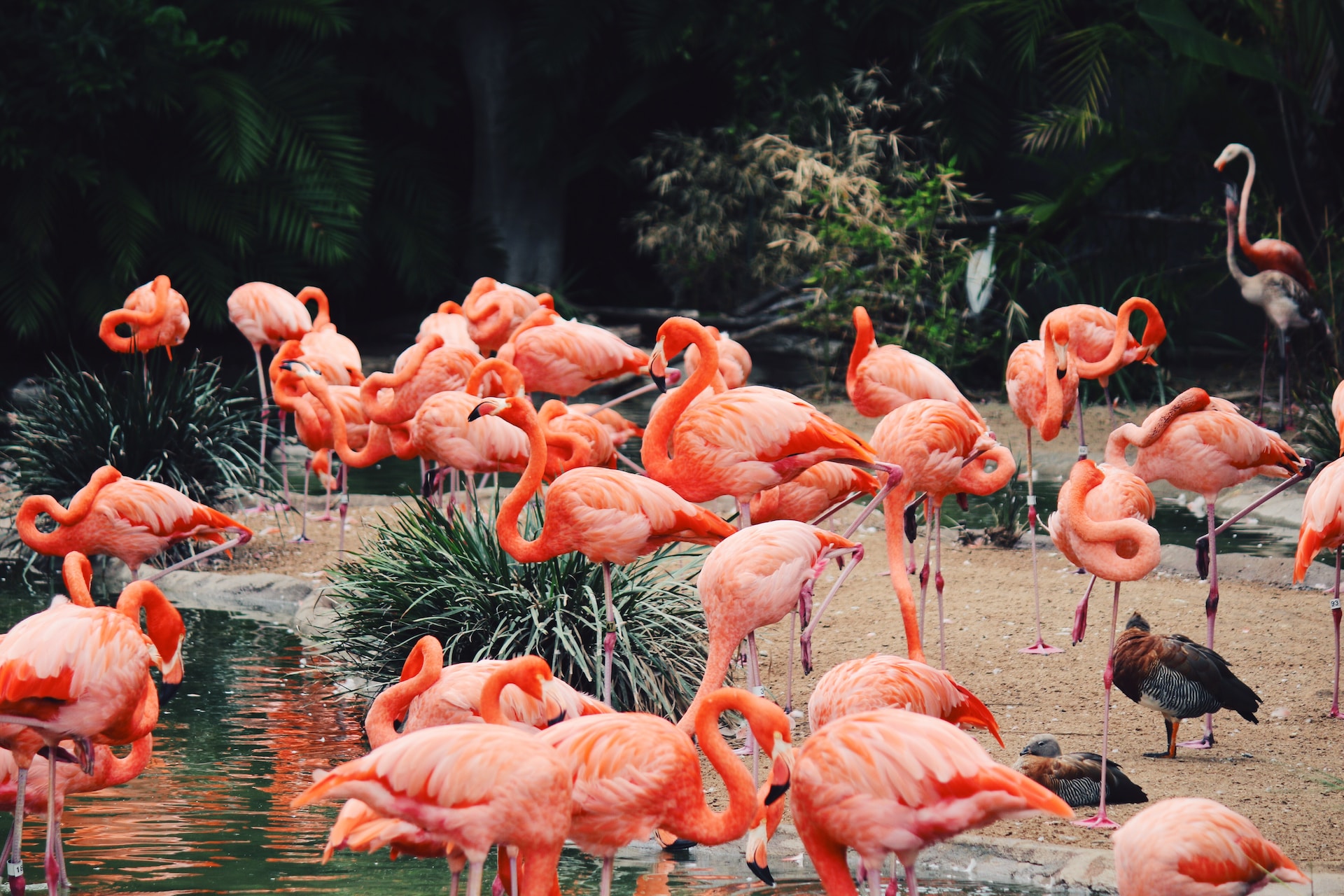 A Complete Guide To Visiting the San Diego Zoo Blog