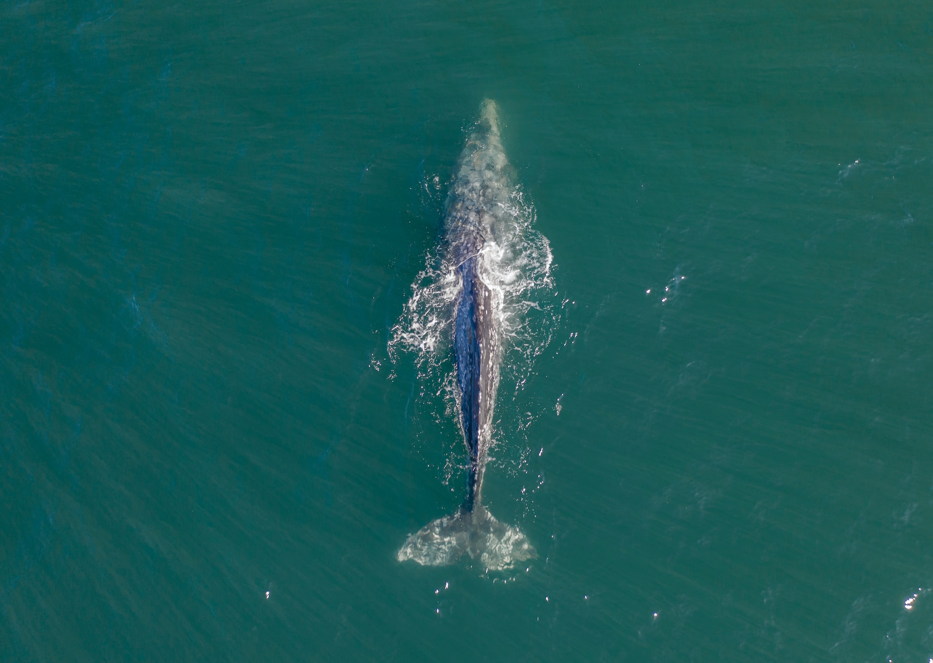 Whale-watching at Cabrillo National Monument