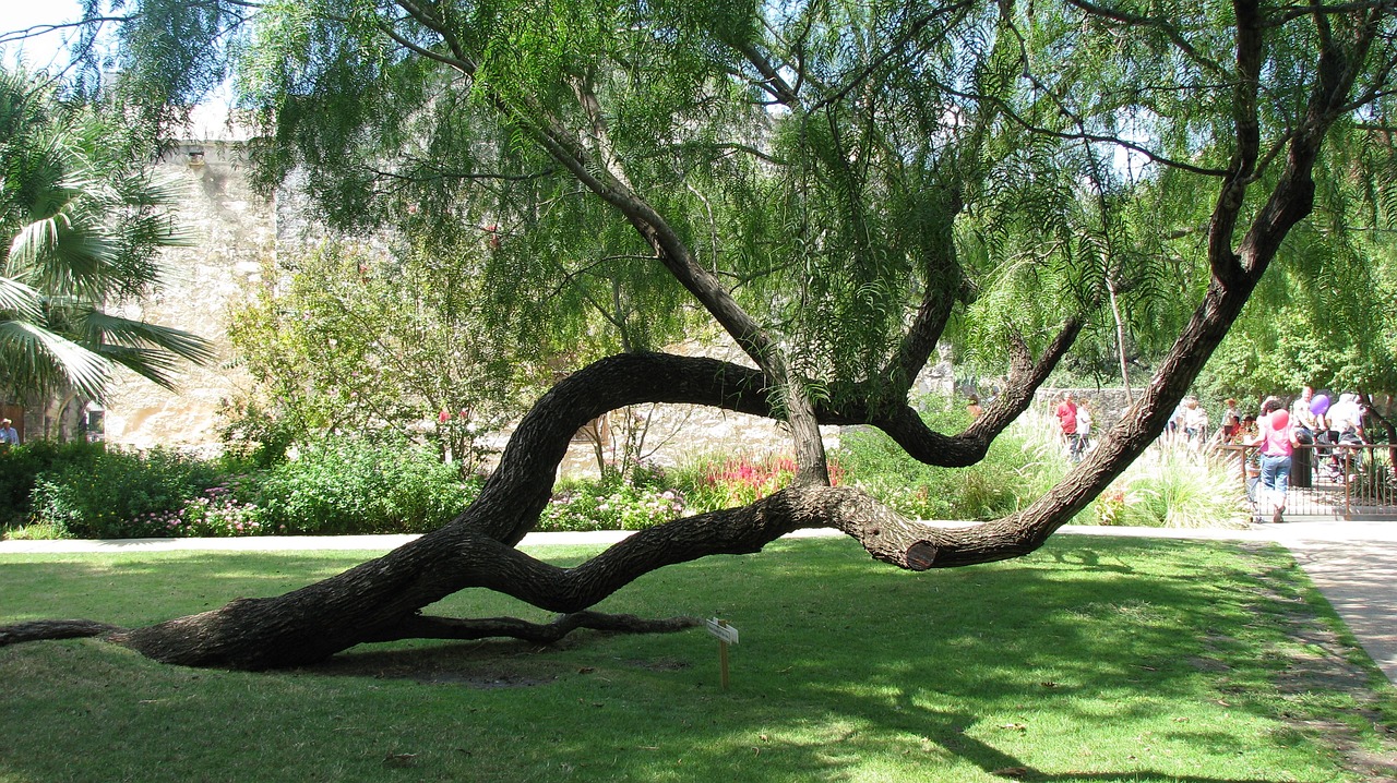 Brackenridge Park