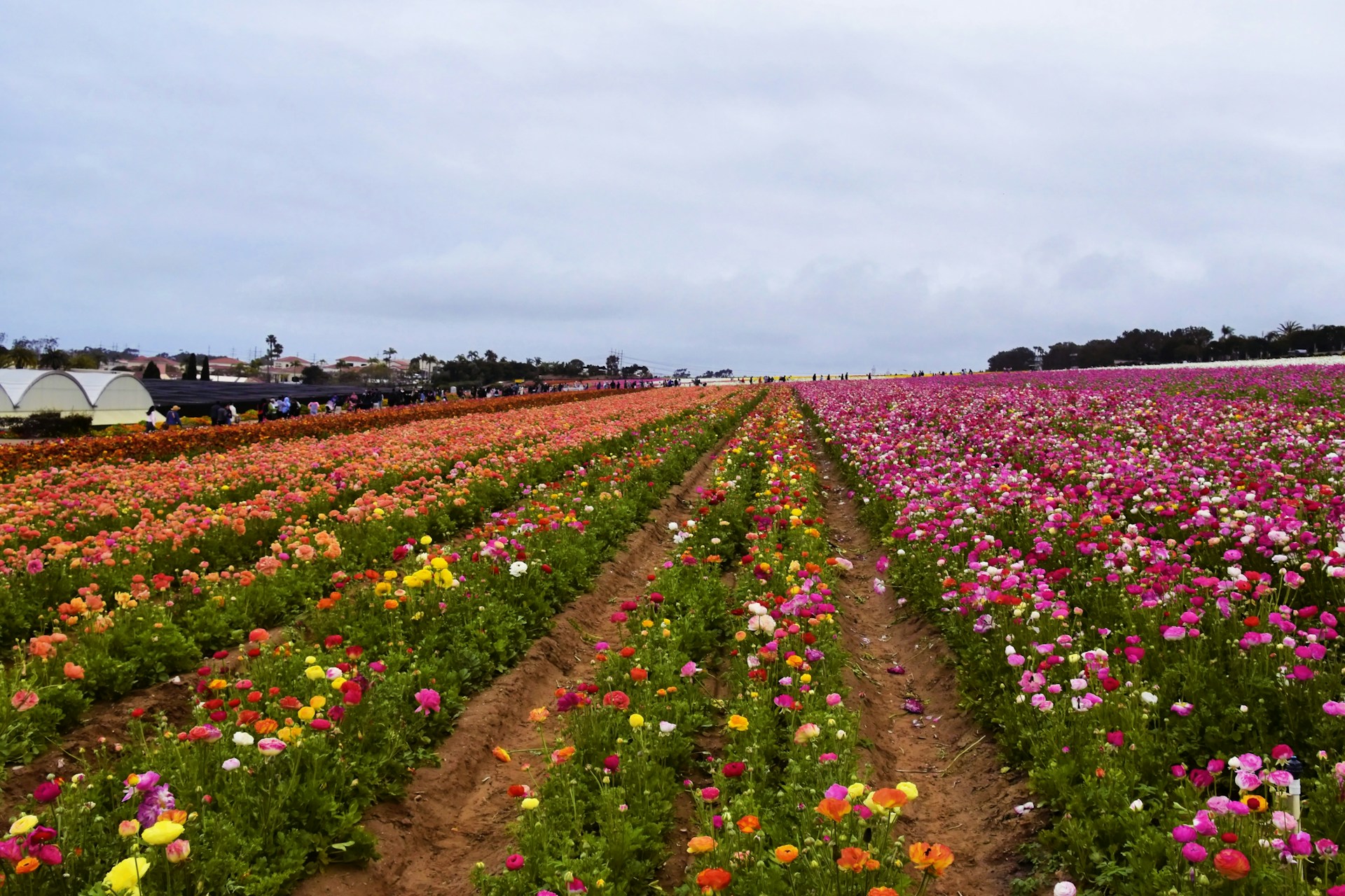 Flower Fields in Carlsbad