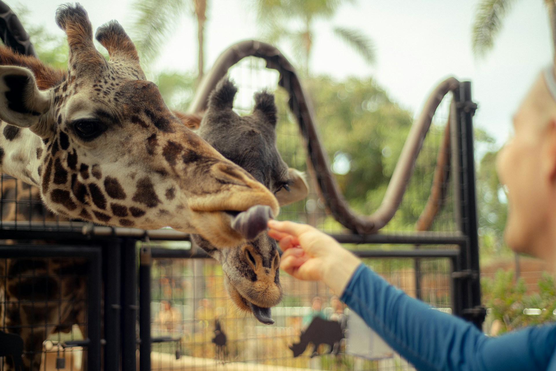 San Antonio Zoo Feeding