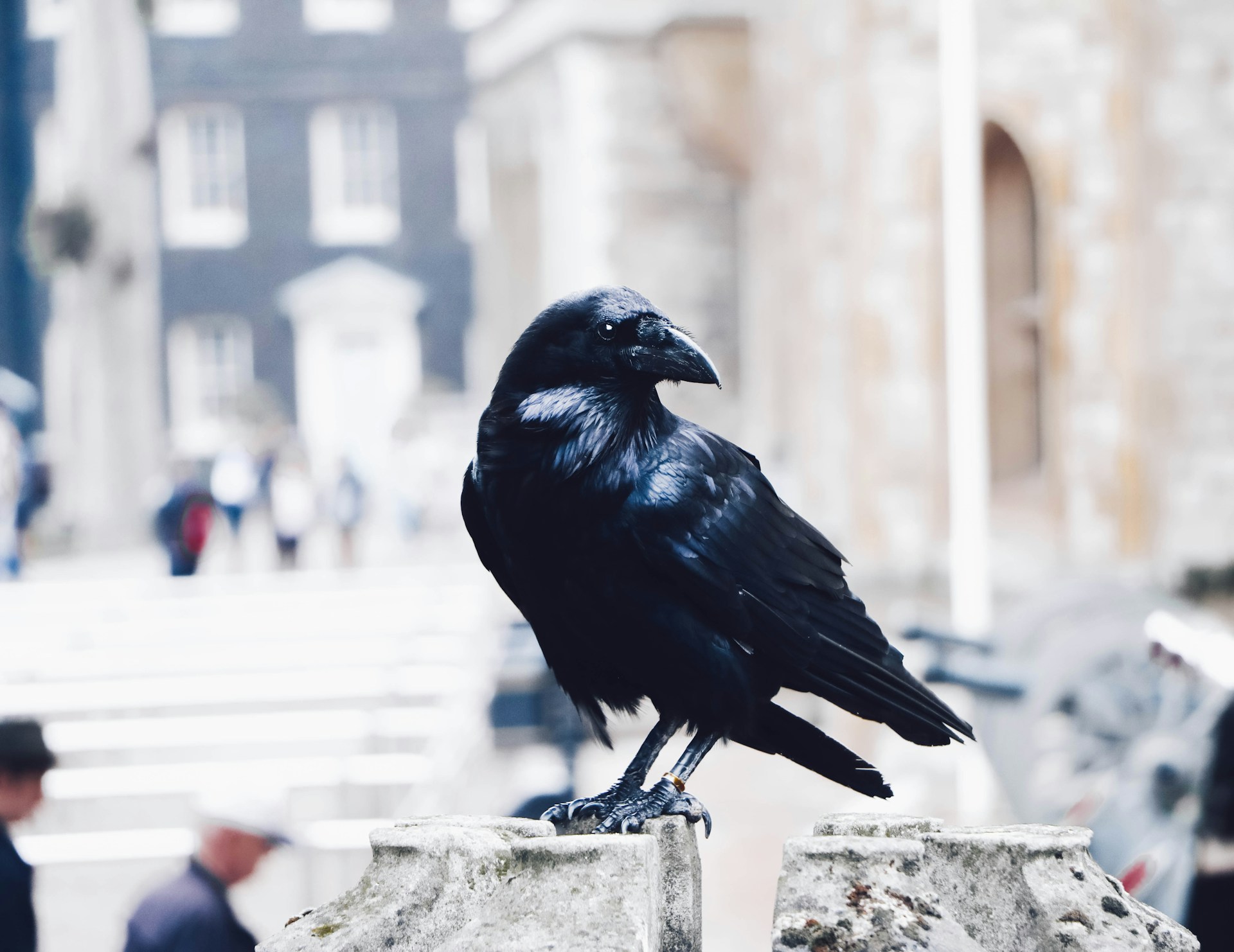 Tower of London raven