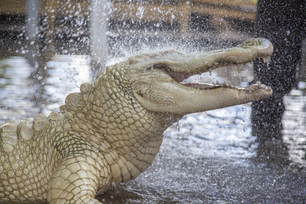 Rare leucistic alligator at Gatorland