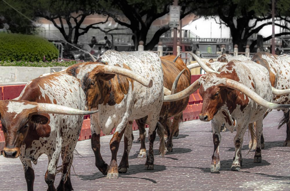 Texas Longhorns Being Herded at Fort Worth Stockyards