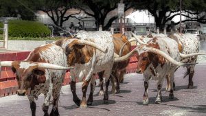 Texas Longhorns Being Herded at Fort Worth Stockyards