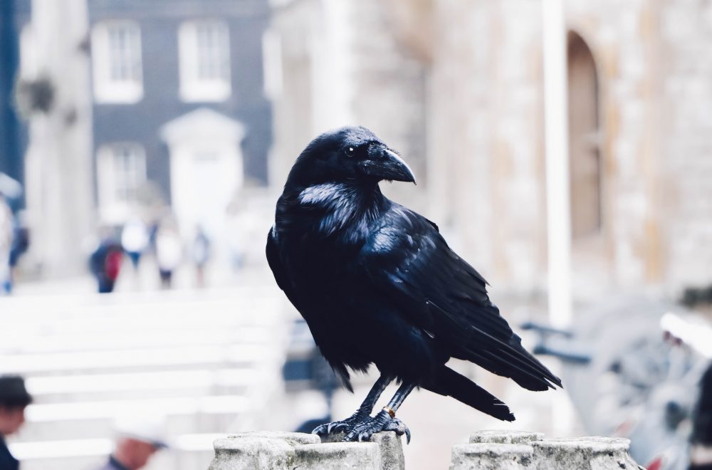 Raven at the Tower of London Tour