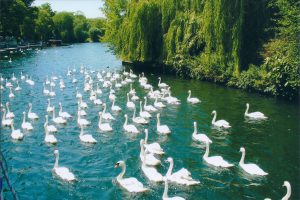 Swans in Windsor, England