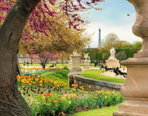 Tuileries Garden flowers