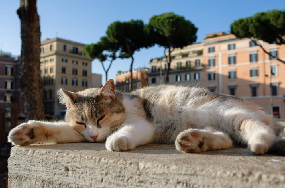 Cat sleeping at the Largo di Torre Argentina in Rome