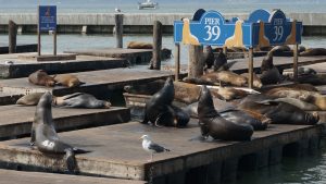 Fisherman’s Wharf and Sausalito Walking Tour (8)