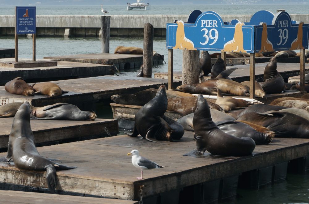 san-francisco_pier39_8