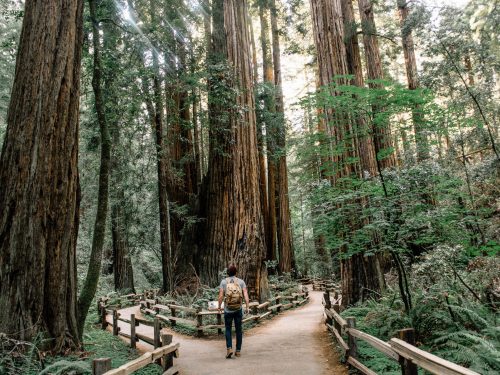 Hiker in Muir Woods