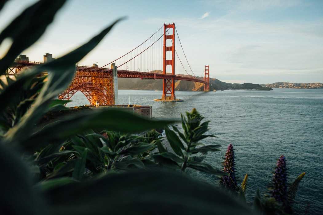 golden gate bridge with foliage in front