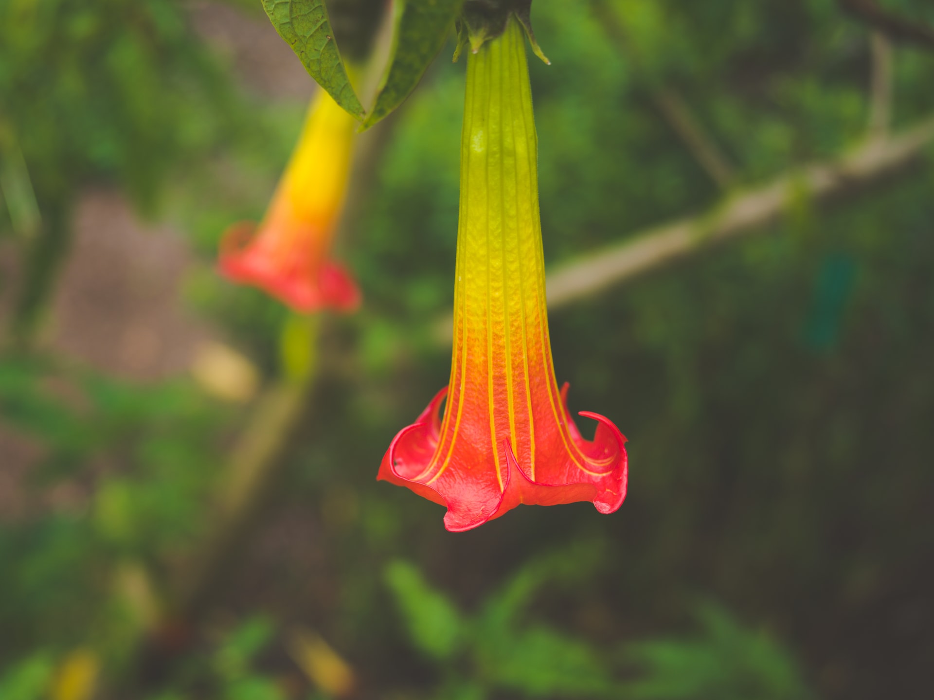 Tropical blooms at the San Francisco Botanical Garden in Golden Gate Park