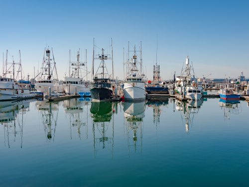 Tuna Fishing Boats in Harbor - Morning