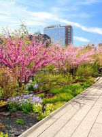 Spring at the High Line in New York City