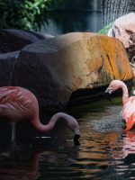 Flamingos during Mid-Strip Tour in Las Vegas