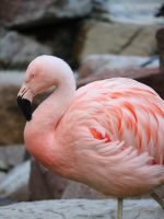 Pink Flamingos in Las Vegas habitat