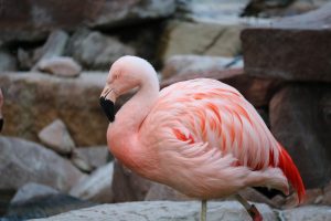 Pink Flamingos in Las Vegas habitat